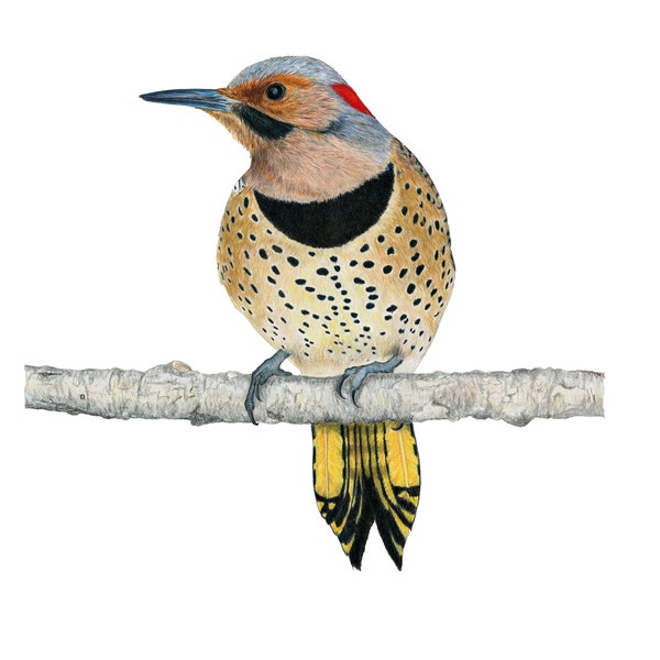 Woodpeckers, Northern Flicker (Yellow-shafted Eastern)