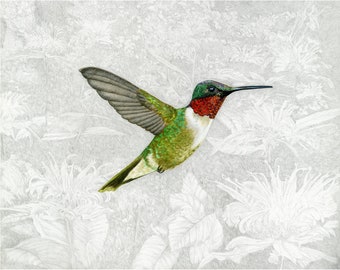 Hummingbird, Ruby-throated Hummingbird Giclée Print