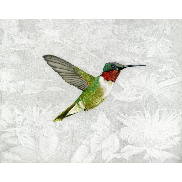 Hummingbird, Ruby-throated Hummingbird