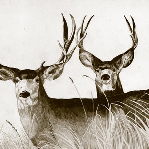Deer