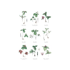 Plant Print, Nine Trilliums