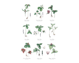 Plant Print, Nine Trilliums