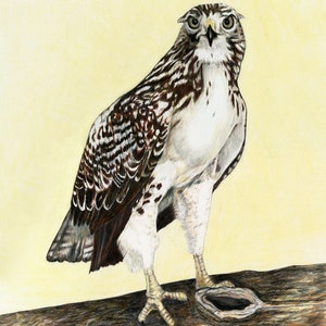 Hawks, Red-tailed Hawk