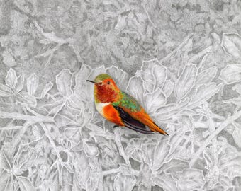 Hummingbird, Allen's Hummingbird Giclée Print
