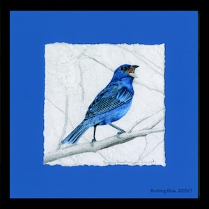 Buntings, Indigo Bunting, Framed