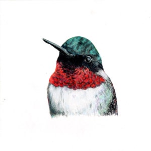 Kolibry, Koliber rubinowy