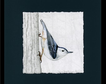Nuthatches, White-breasted Nuthatch Giclée Print, Framed