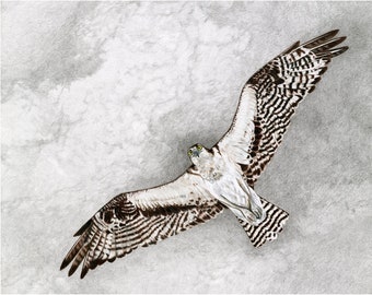 Hawks, Osprey Giclée Print