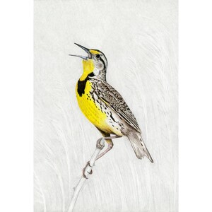 Meadowlarks, Eastern Meadowlark