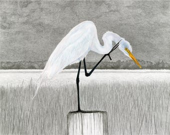 Egrets, Great Egret Giclée Print