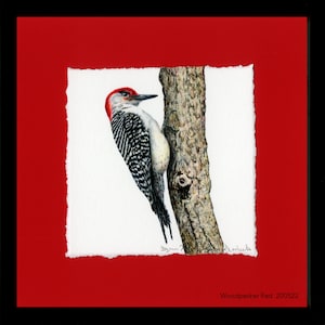 Woodpeckers, Red-bellied Woodpecker, Framed