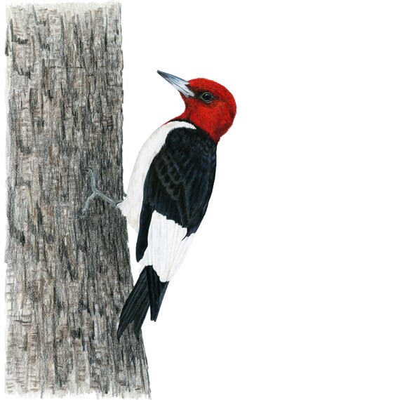 Red Headed Woodpecker Drawing