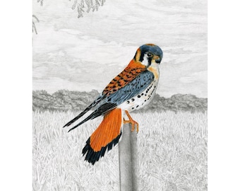 Falcons, American Kestrel Giclée Print