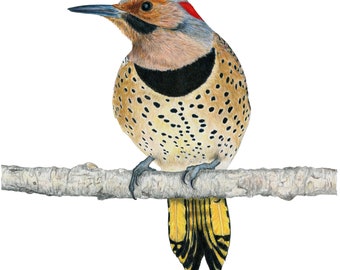 Woodpeckers, Northern Flicker (Yellow-shafted Eastern)