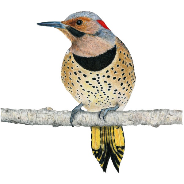 Pájaros carpinteros, parpadeo norteño (oriental de eje amarillo)