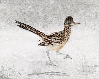 Greater Roadrunner Giclée Print