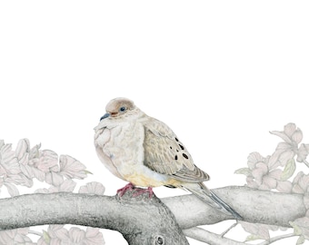 Doves, Mourning Dove