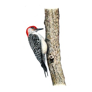 Woodpeckers, Red-bellied Woodpecker