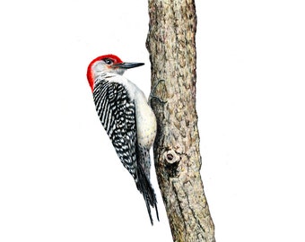 Woodpeckers, Red-bellied Woodpecker