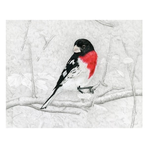 Grosbeak, Rose-breasted Grosbeak
