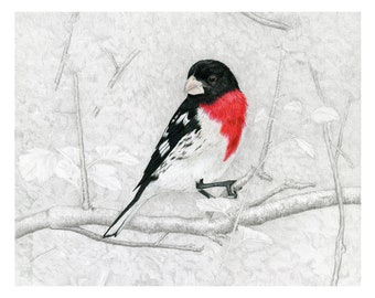 Grosbeak, Rose-breasted Grosbeak Giclée Print