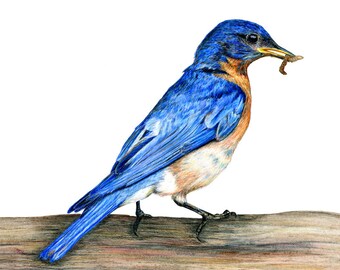 Bluebirds, Eastern Bluebird