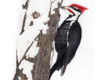 Woodpeckers, Pileated Woodpecker