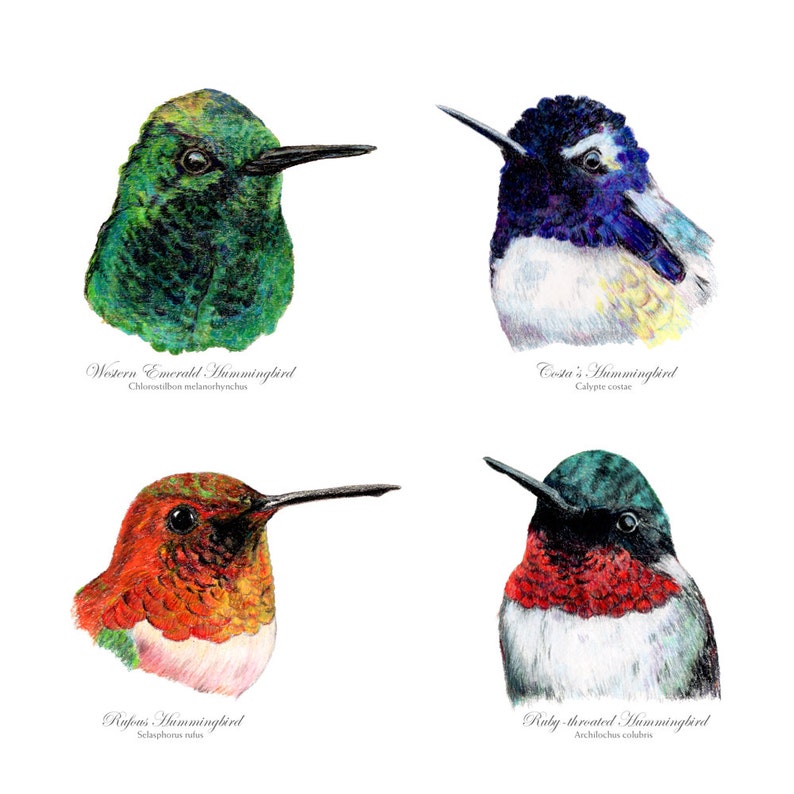 Hummingbirds, Four Hummingbirds image 1