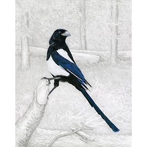 Magpies, Black-billed Magpie