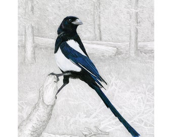 Magpies, Black-billed Magpie