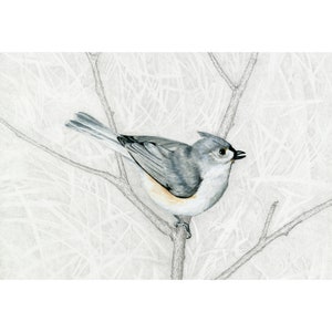 Titmice, Tufted Titmouse