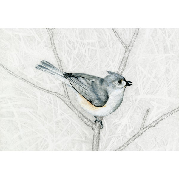 Tufted Titmouse - Etsy