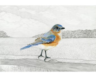 Bluebirds, Eastern Bluebird Giclée Print