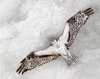 Hawks, Osprey Giclée Print