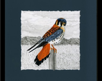 Halcones, Cernícalo americano, Impresión Giclée, Enmarcada