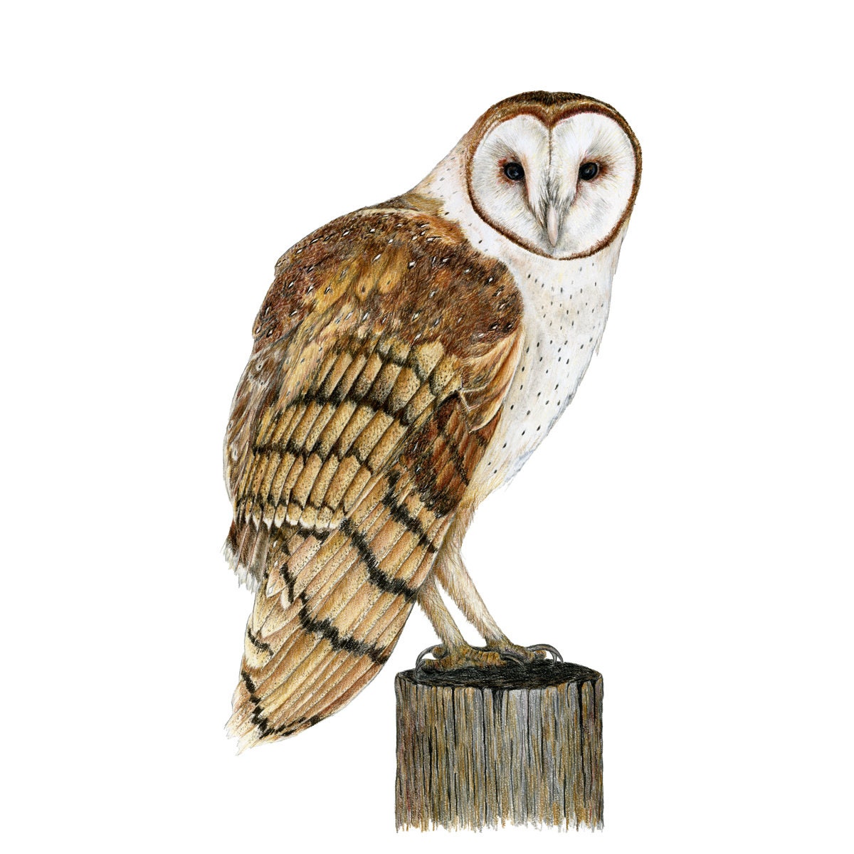 Owls, Barn Owl