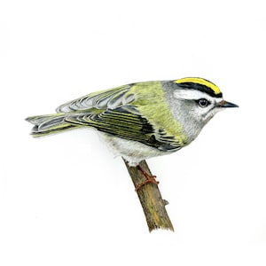 Kinglets, Golden-crowned Kinglet