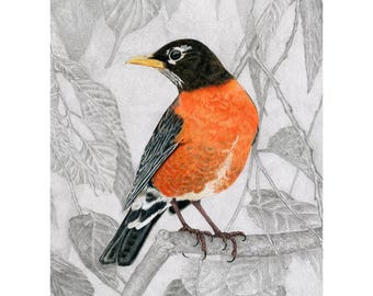 Thrush, American Robin Giclée Print