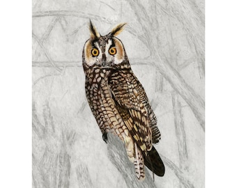 Owls, Long-eared Owl Giclée Print