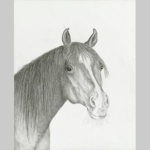 Horses, Arabian Horse &quot;Hawk&quot;