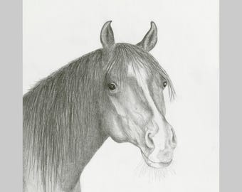 Horses, Arabian Horse "Hawk" Giclée Print