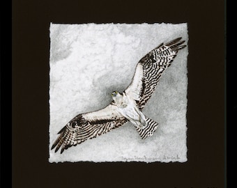 Halcones, Águila pescadora, Impresión giclée, Enmarcada