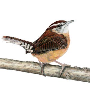 Wrens, Carolina Wren
