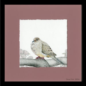Doves, Mourning Dove, Framed