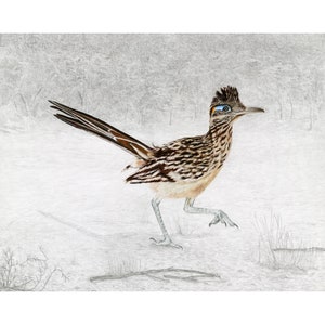 Greater Roadrunner