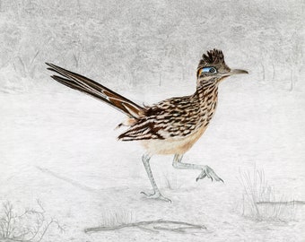 Greater Roadrunner Giclée Print
