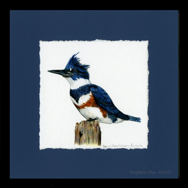 Kingfishers, Belted Kingfisher, Framed