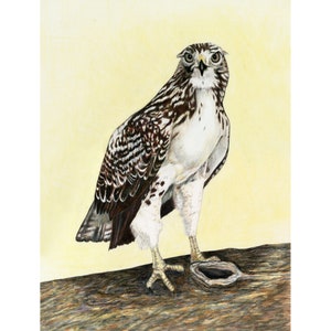 Hawks, Red-tailed Hawk