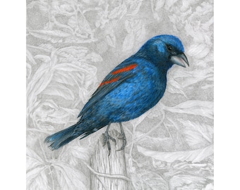 Grosbeak, Blue Grosbeak Giclée Print