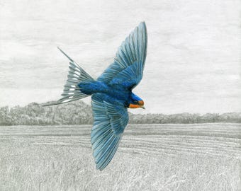 Swallows, Barn Swallow Giclée Print
